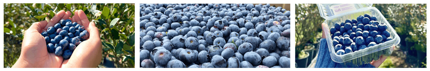 Florida Blueberries