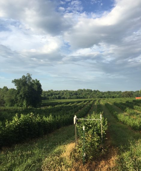 Field photo