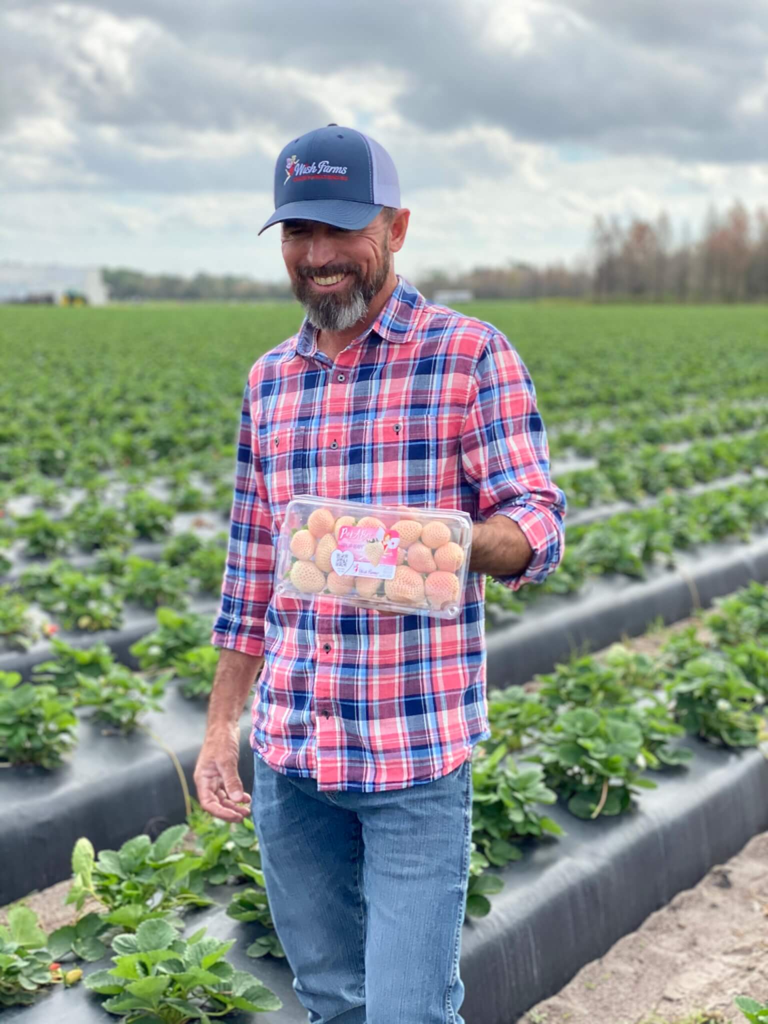 Wish Farms Introduces Pink-A-Boo® Pineberries - Wish Farms