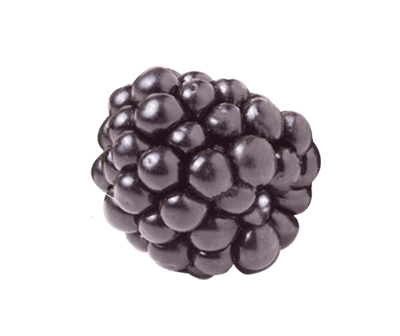 Blackberry fruit image link