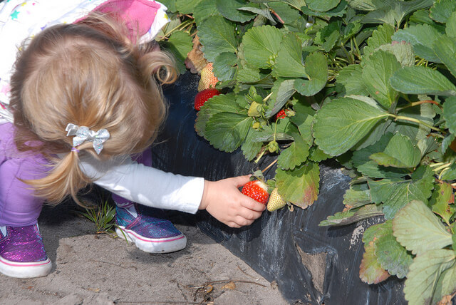Strawberry Picking Challenge 2015 Recap