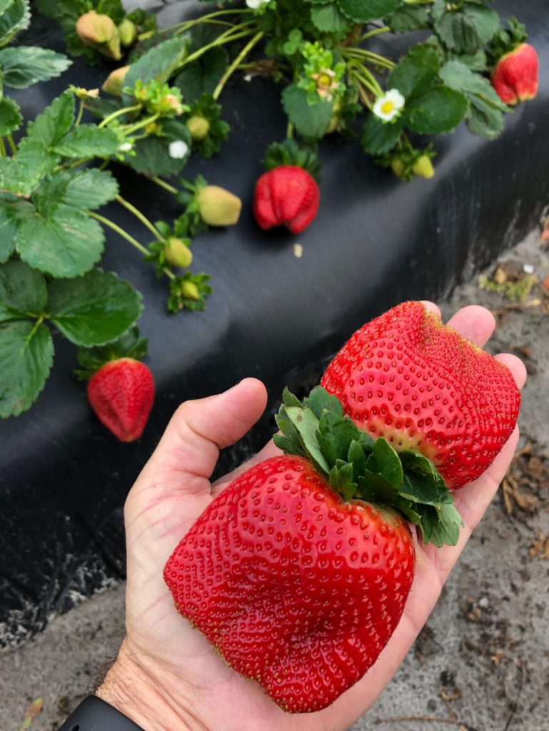 Have No Fear of the "MegaBerry"! Giant Strawberries Wish Farms