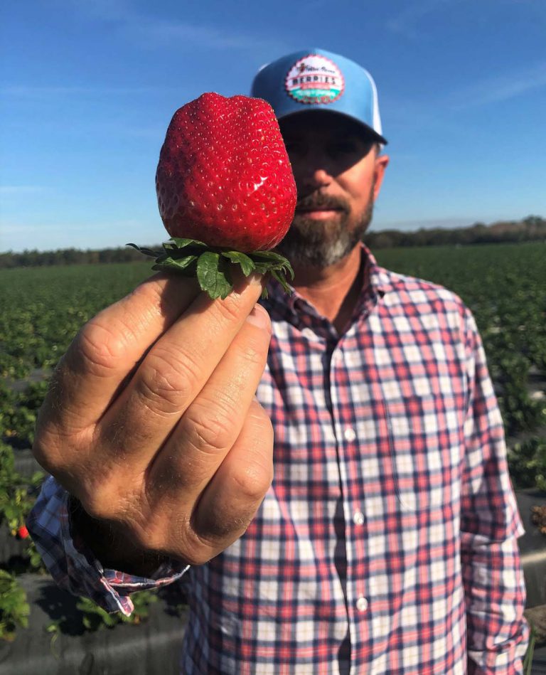 Florida Strawberry Season is Here Wish Farms