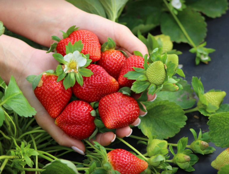 How to Make Strawberries Last Longer Wish Farms