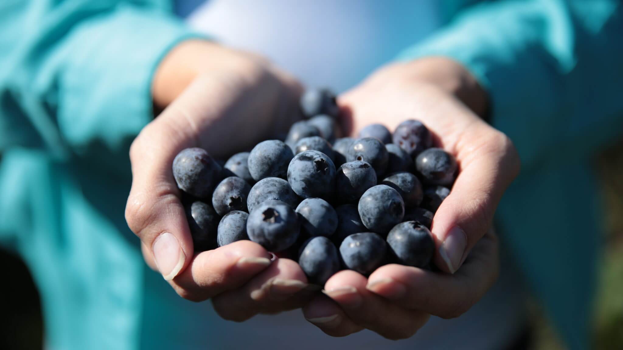 Try our blueberries at the festival! 