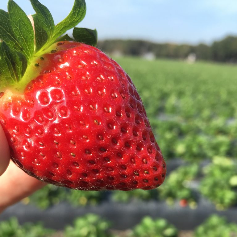 4H Annual UPick Strawberry Benefit Wish Farms Plant