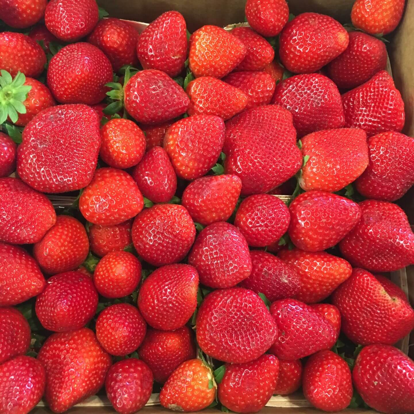 Wish Farms Florida Strawberries Company Vision