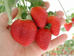 How to Make Strawberries Last Longer - Wish Farms