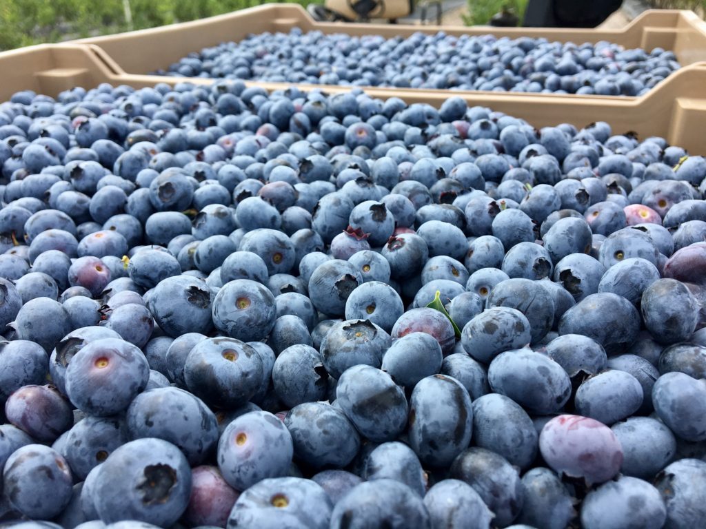 Major League Blueberries - Wish Farms