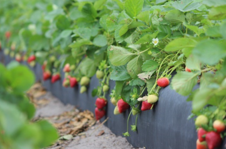 Florida Strawberry Season & Its NEW Variety Wish Farms