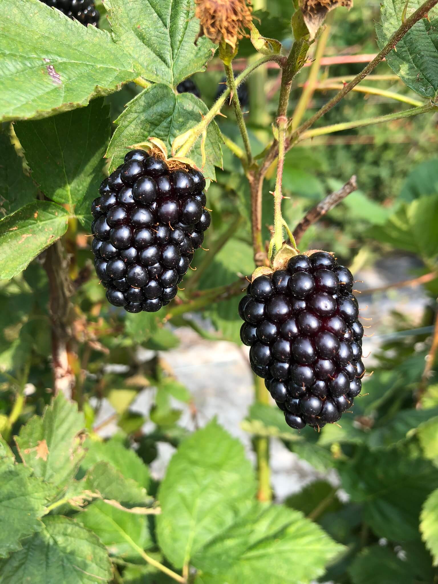 Faith Farms Wish Farms