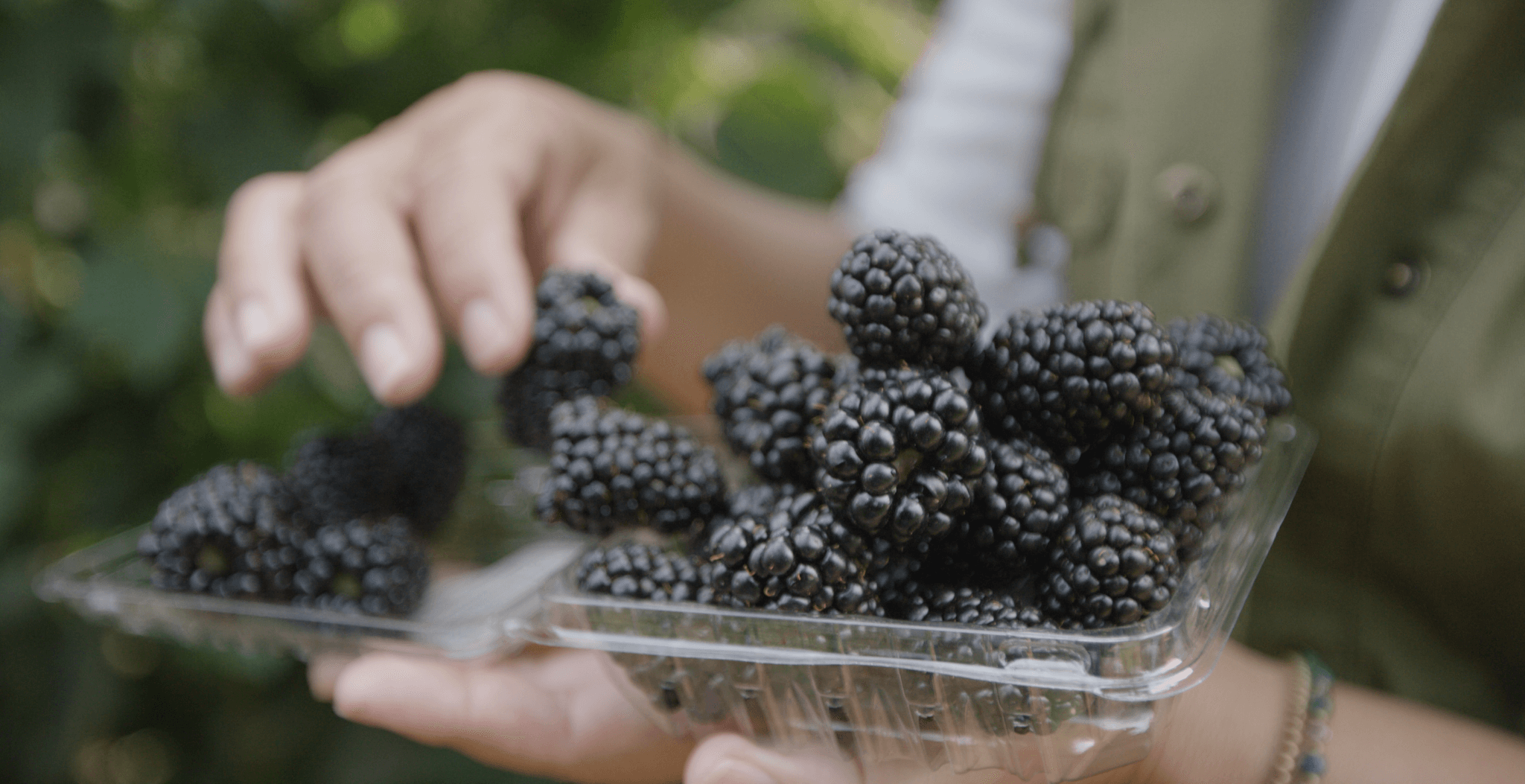 How to Make your Blackberries Last Longer Wish Farms
