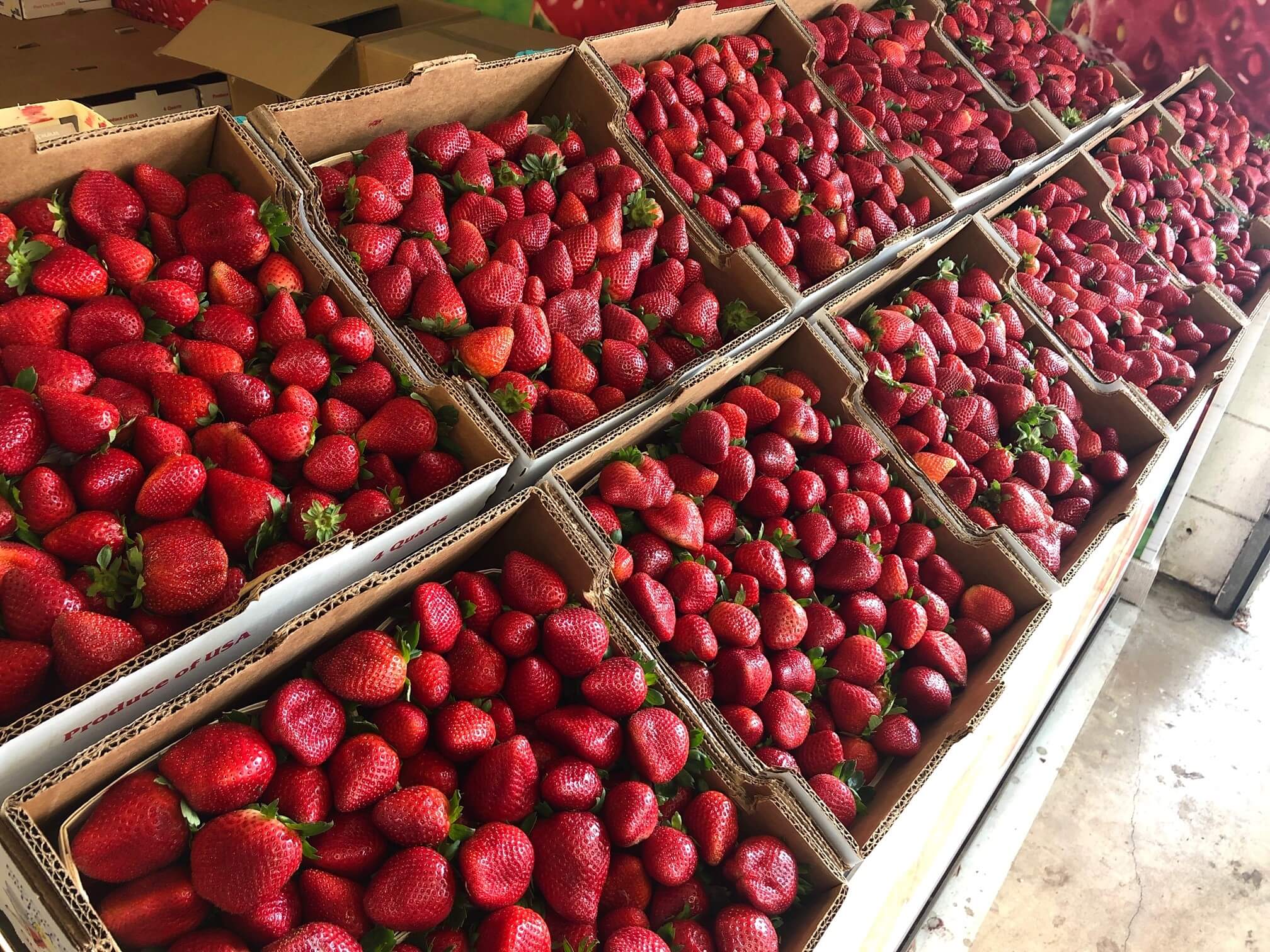 Strawberry Festival Wish Farms