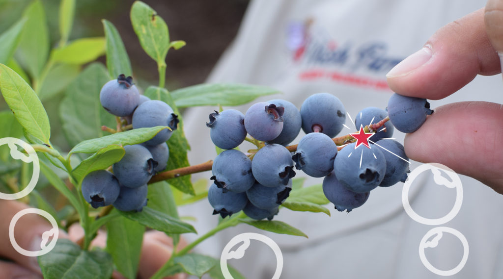 Happy National Blueberry Month!