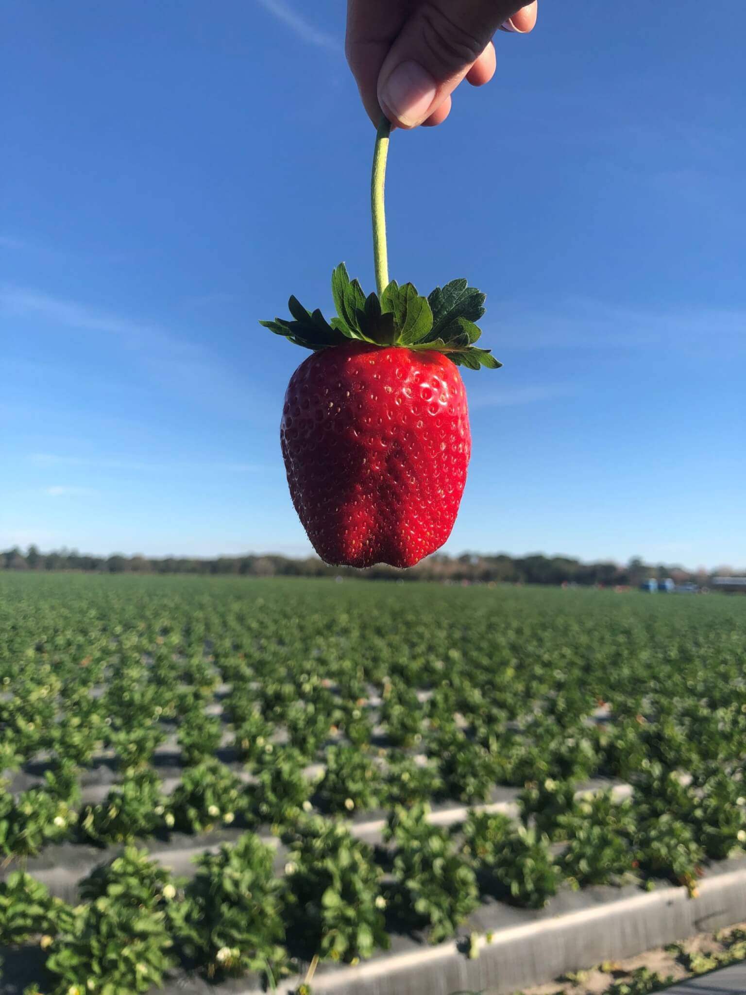 The 2020 Florida Strawberry Festival is Officially Here! Wish Farms