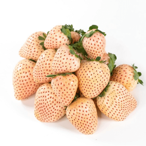 Tasting Wish Farms PinkABoo® Pineberries Wish Farms