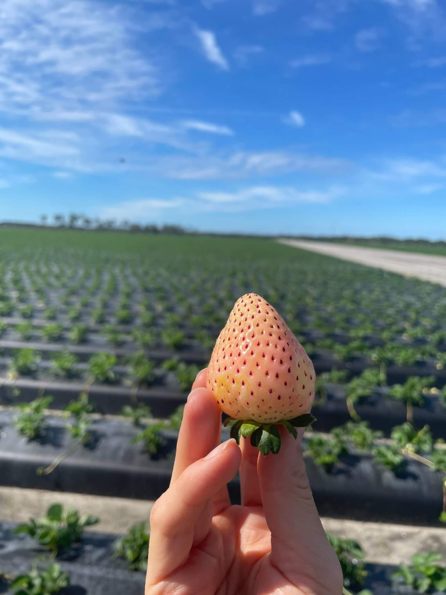 Pineberry Ripe Where did Wish Farms Pink-A-Boo® Pineberries come from? - Wish Farms