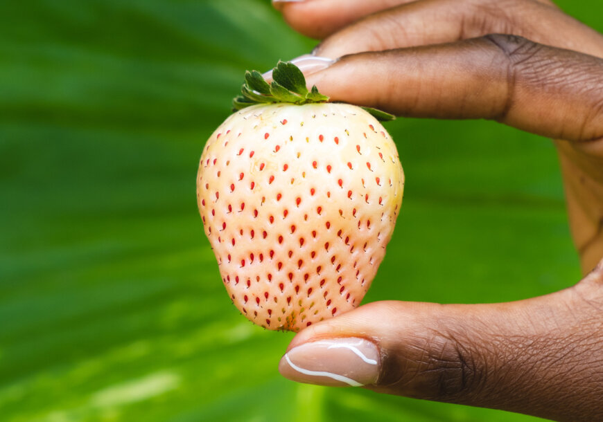 Wish Farms Pineberries in US News