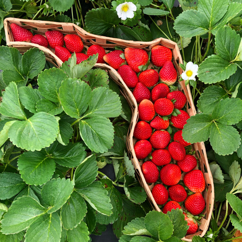FL Strawberry Basket_Square