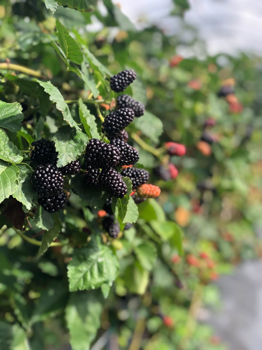 Southeast USA Blackberries in Season! Wish Farms