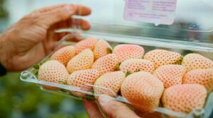 Pineberry in a clamshell package