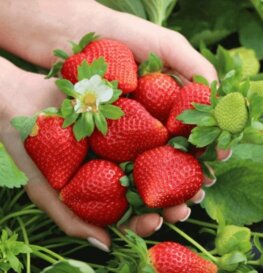 No-bake Strawberry Cheesecake - Wish Farms