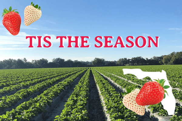 Why You Should Buy Farm Fresh Strawberries