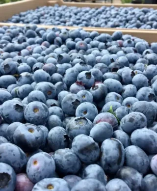 Image of a close-up of two large plastic crates filled to the brim with freshly picked blueberries.