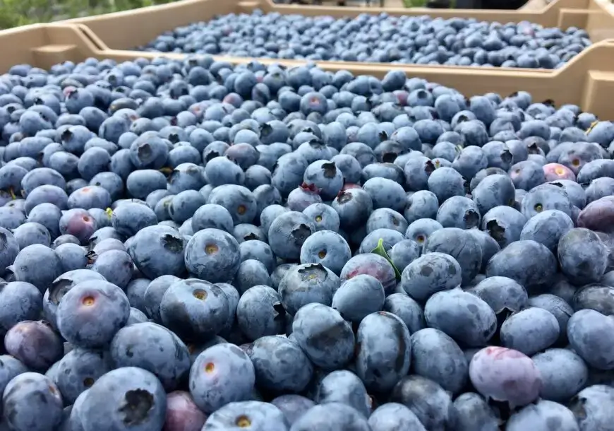 Image of a close-up of two large plastic crates filled to the brim with freshly picked blueberries.