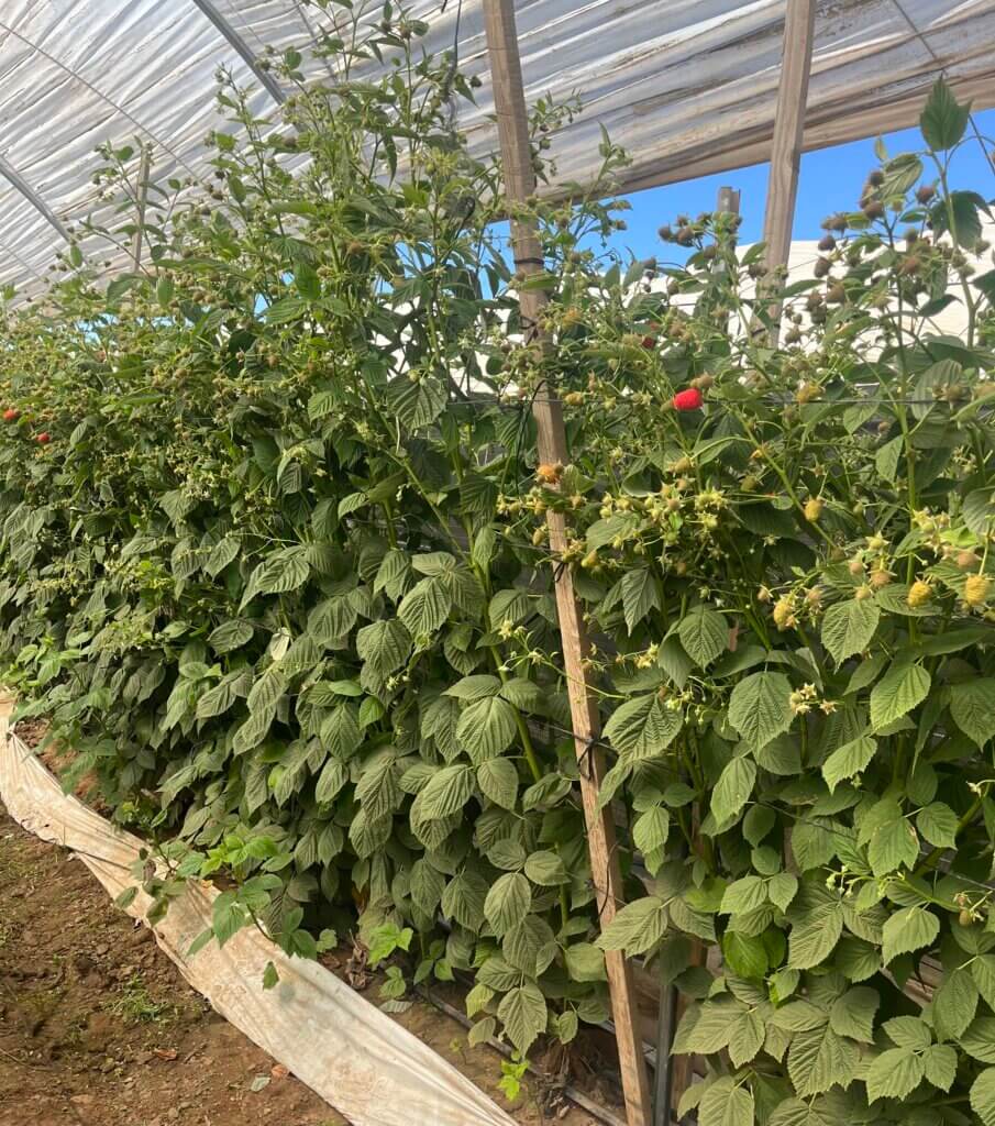 Wish Farms Accelerates Berry Innovation with Breakthrough Raspberry and Blackberry Breeding