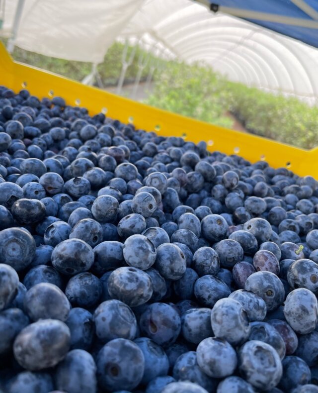 Wish Farms Year Round Berry Grower And Shipper